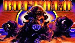 Buffalo